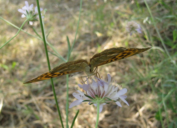 papillon 7.jpg